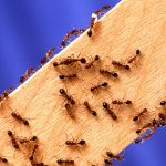 control de plagas en Murcia de hormigas