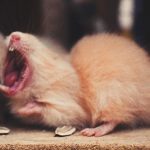 La plaga de ratas y la desratización